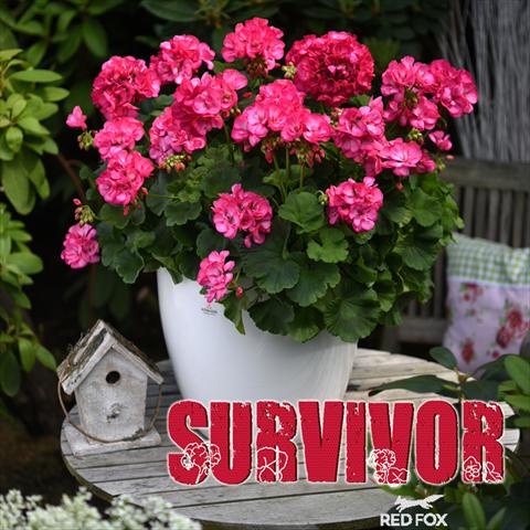 Photo de variété de fleurs à utiliser comme: Pot Pelargonium zonale Survivor Rose Pink