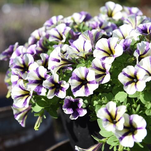 Photo de variété de fleurs à utiliser comme: Pot Petunia hybrida PeppyBlueberry Muffin