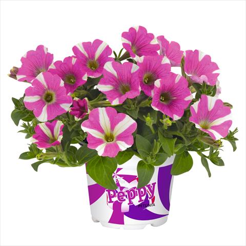 Photo de variété de fleurs à utiliser comme: Suspension / pot Petunia hybrida Peppy Pink