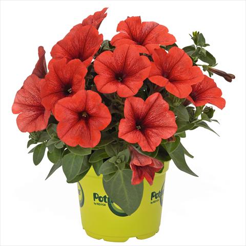Photo de variété de fleurs à utiliser comme: Suspension / pot Petunia hybrida Potunia Bright Orange