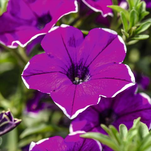 Photo de variété de fleurs à utiliser comme: Pot, Plante à massif, patio, Suspension Petunia hybrida Surprise Magenta Halo