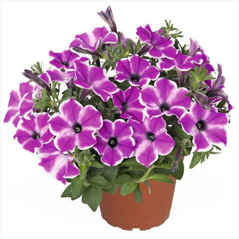 Photo de variété de fleurs à utiliser comme: Suspension / pot Petunia hybrida Surprise Purple Dance