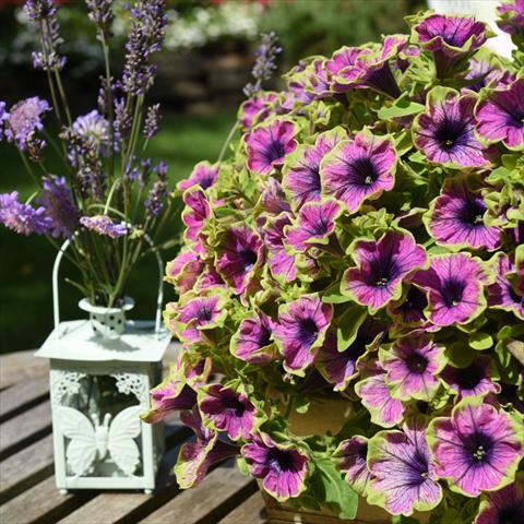 Photo de variété de fleurs à utiliser comme: Suspension / pot Petunia hybrida Sweetunia Green Tambourine