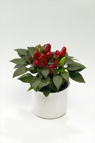 Photo de variété de fleurs à utiliser comme: Suspension / pot Capsicum annuum Tango Red