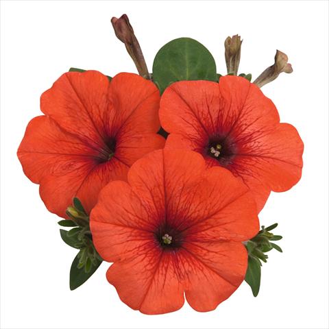 Photo de variété de fleurs à utiliser comme: Suspension / pot Petunia hybrida Sweetunia Orange Flash