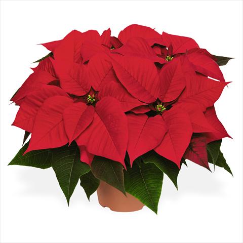 Photo de variété de fleurs à utiliser comme: Pot Poinsettia - Euphorbia pulcherrima Red Fox Special Red Cosmo Red