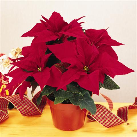 Photo de variété de fleurs à utiliser comme: Pot Poinsettia - Euphorbia pulcherrima RED FOX Specialities Programm Jester Red