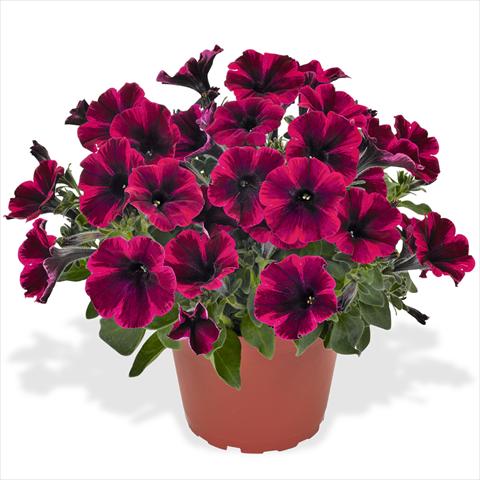 Photo de variété de fleurs à utiliser comme: Suspension / pot Petunia hybrida Sweetunia Suize Storm
