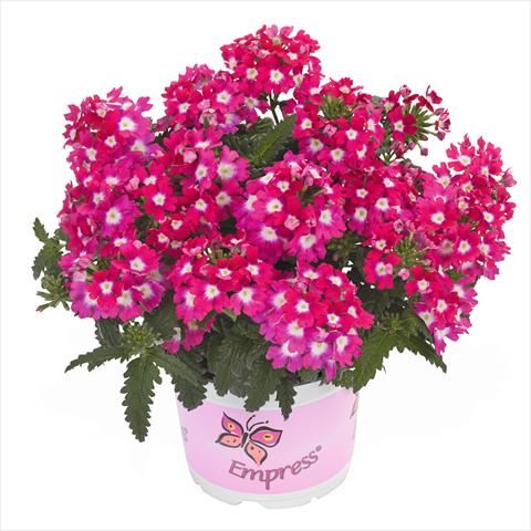 Photo de variété de fleurs à utiliser comme: Suspension / pot Verbena hybrida Empress Flair Cherry Charme