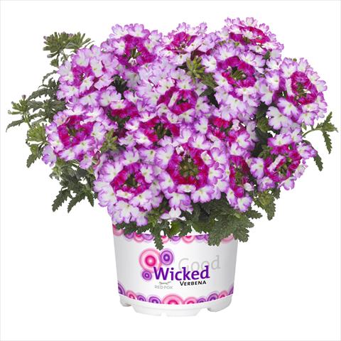 Photo de variété de fleurs à utiliser comme: Suspension / pot Verbena hybrida Wicked Beauty Burgundy
