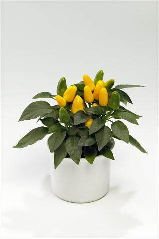 Photo de variété de fleurs à utiliser comme: Suspension / pot Capsicum annuum Tango Yellow