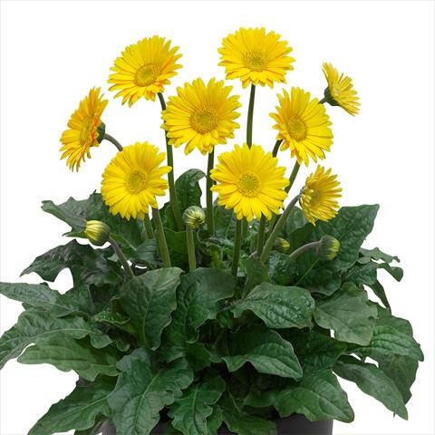 Photo de variété de fleurs à utiliser comme: Pot et Plante à massif Gerbera jamesonii Garvinea Sweet® Smile®