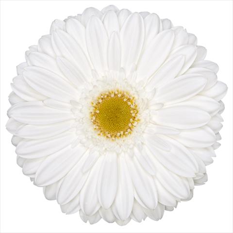 Photo de variété de fleurs à utiliser comme: Pot Gerbera jamesonii Standard Beluga®