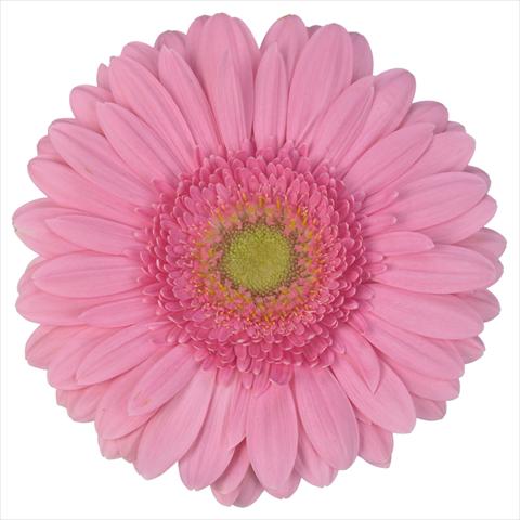 Photo de variété de fleurs à utiliser comme: Pot Gerbera jamesonii Standard Fairlady®
