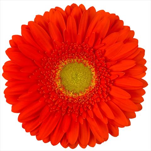 Photo de variété de fleurs à utiliser comme: Pot Gerbera jamesonii Standard Kingsley®