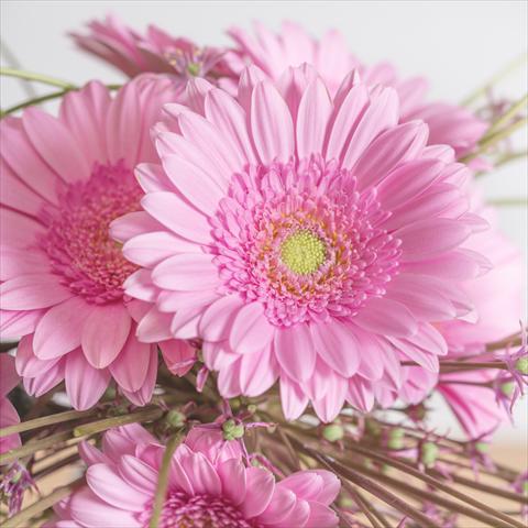 Photo de variété de fleurs à utiliser comme: Pot Gerbera jamesonii Mini Gerbera Ballerina®