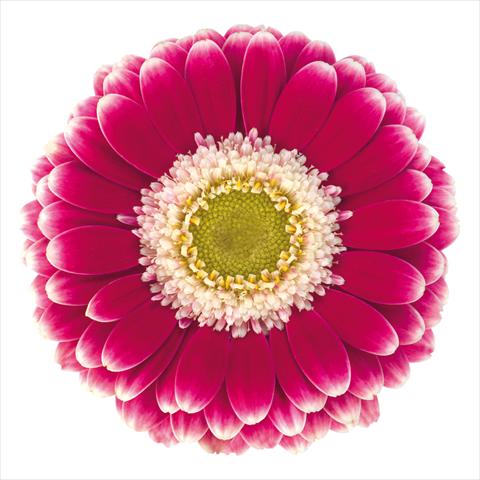 Photo de variété de fleurs à utiliser comme: Pot Gerbera jamesonii Mini Gerbera Cassis®
