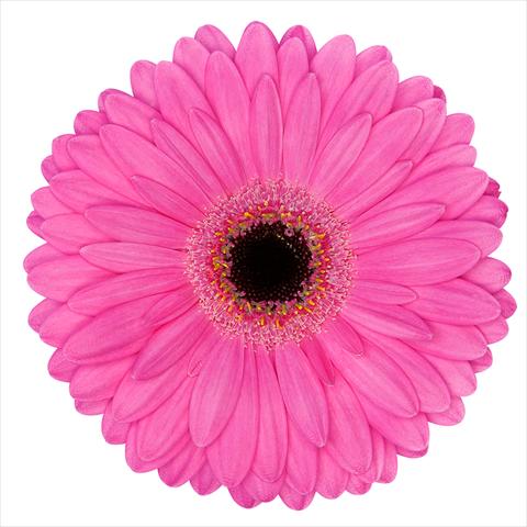Photo de variété de fleurs à utiliser comme: Pot Gerbera jamesonii Mini Gerbera Magic®