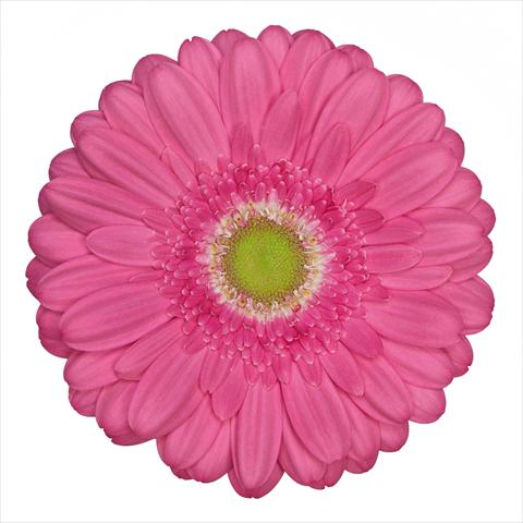 Photo de variété de fleurs à utiliser comme: Pot Gerbera jamesonii Standard Samara®