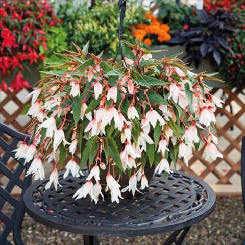 Photo de variété de fleurs à utiliser comme: Suspension / pot Begonia boliviensis Bossa Nova Pure White
