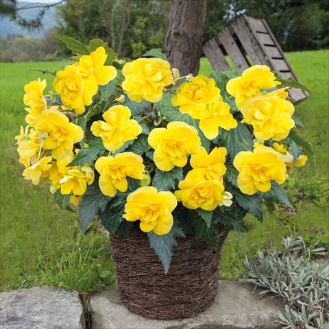 Photo de variété de fleurs à utiliser comme: Pot Begonia tuberhybrida Joy Yellow