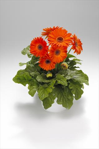 Photo de variété de fleurs à utiliser comme: Suspension / pot Gerbera jamesonii Royal Deep Orange