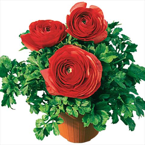 Photo de variété de fleurs à utiliser comme: Pot et Plante à massif Ranunculus asiaticus Pratolino Rosso