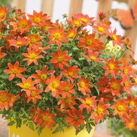 Photo de variété de fleurs à utiliser comme: Pot Bidens ferulifolia Beedance Painted Red