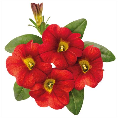Photo de variété de fleurs à utiliser comme: Pot Calibrachoa hybrida Jambo Fire