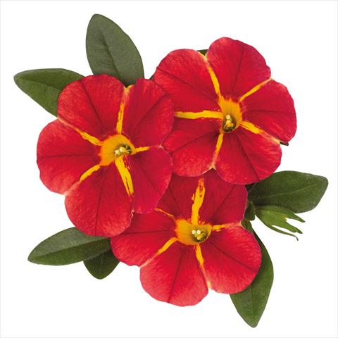 Photo de variété de fleurs à utiliser comme: Suspension / pot Calibrachoa hybrida Jambo Red Cartwheel