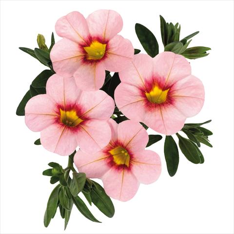 Photo de variété de fleurs à utiliser comme: Suspension / pot Calibrachoa hybrida Jambo Soft Pink