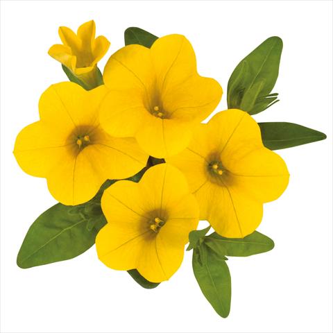 Photo de variété de fleurs à utiliser comme: Suspension / pot Calibrachoa hybrida Calibrachoa Jambo Yellow