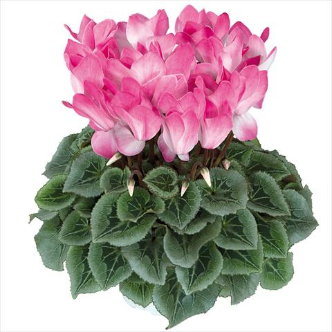 Photo de variété de fleurs à utiliser comme: Pot Cyclamen persicum Halios Blush Intense
