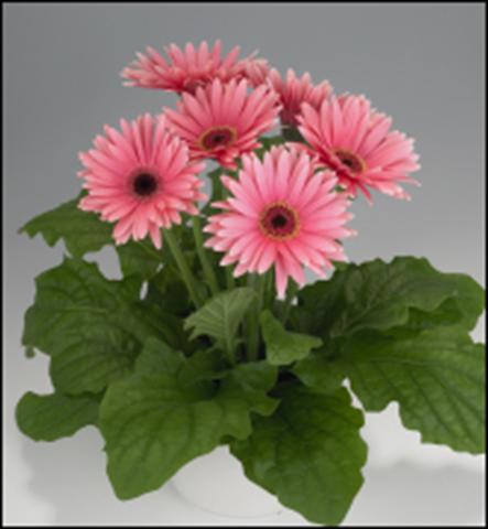 Photo de variété de fleurs à utiliser comme: Suspension / pot Gerbera jamesonii Royal Deep Pink