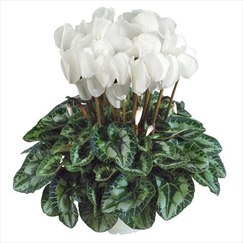 Photo de variété de fleurs à utiliser comme: Pot Cyclamen persicum Halios HD Blanc