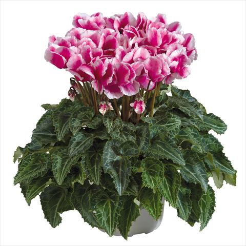 Photo de variété de fleurs à utiliser comme: Pot Cyclamen persicum midi Abanico Magenta