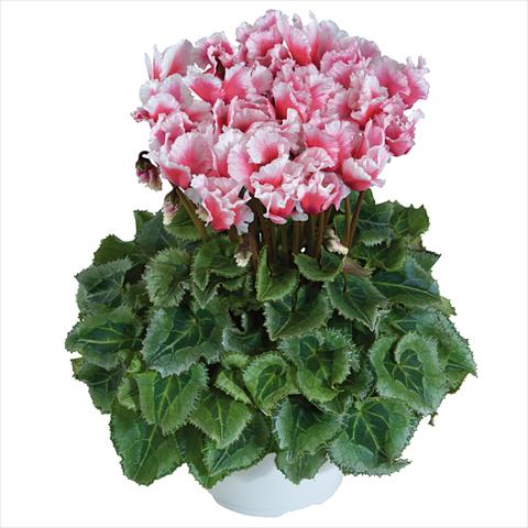Photo de variété de fleurs à utiliser comme: Pot Cyclamen persicum midi Abanico Saumon