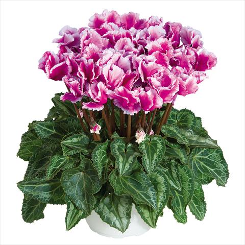 Photo de variété de fleurs à utiliser comme: Pot Cyclamen persicum midi Abanico Violet