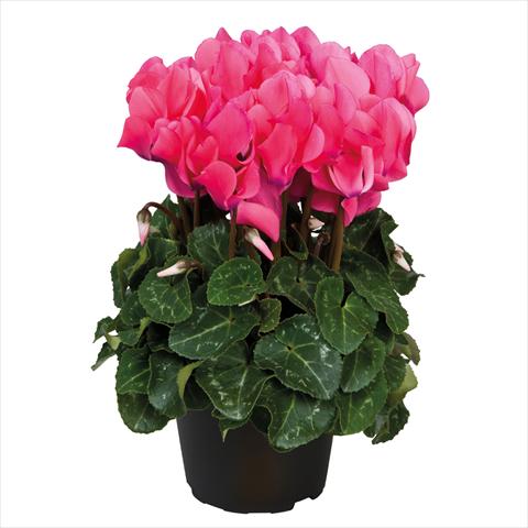 Photo de variété de fleurs à utiliser comme: Pot Cyclamen persicum midi Ciclamini Midi Neon Pink