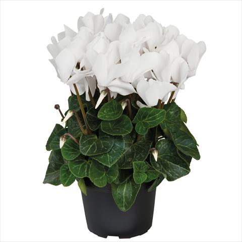 Photo de variété de fleurs à utiliser comme: Pot Cyclamen persicum midi SS Allure F1 Pure White