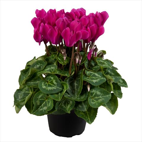 Photo de variété de fleurs à utiliser comme: Pot Cyclamen persicum mini SS Carino F1 Dark violet
