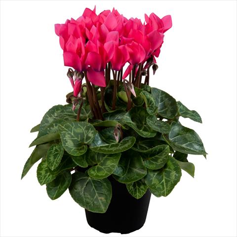 Photo de variété de fleurs à utiliser comme: Pot Cyclamen persicum mini SS Carino F1 Deep Neon flamed