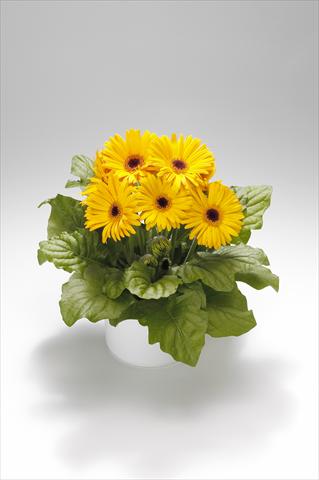 Photo de variété de fleurs à utiliser comme: Suspension / pot Gerbera jamesonii Royal Golden Yellow