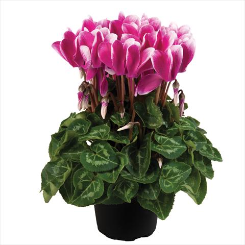 Photo de variété de fleurs à utiliser comme: Pot Cyclamen persicum mini SS Carino F1 Fuji Dark Violet