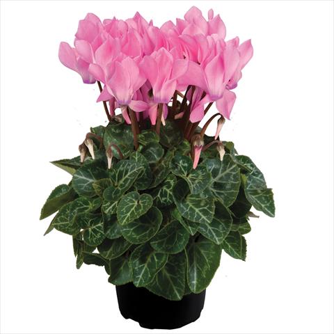 Photo de variété de fleurs à utiliser comme: Pot Cyclamen persicum mini SS Carino F1 Neon Pink