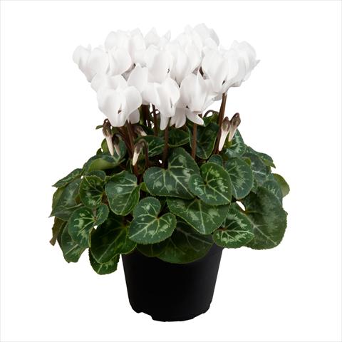 Photo de variété de fleurs à utiliser comme: Pot Cyclamen persicum mini SS Carino F1 Pure white