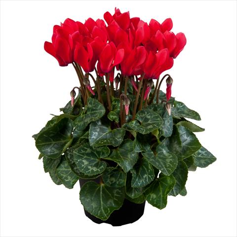 Photo de variété de fleurs à utiliser comme: Pot Cyclamen persicum mini SS Carino F1 Red
