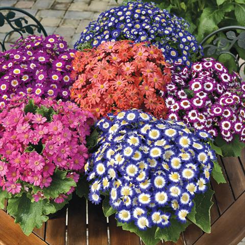 Photo de variété de fleurs à utiliser comme: Pot Cineraria Serenissima