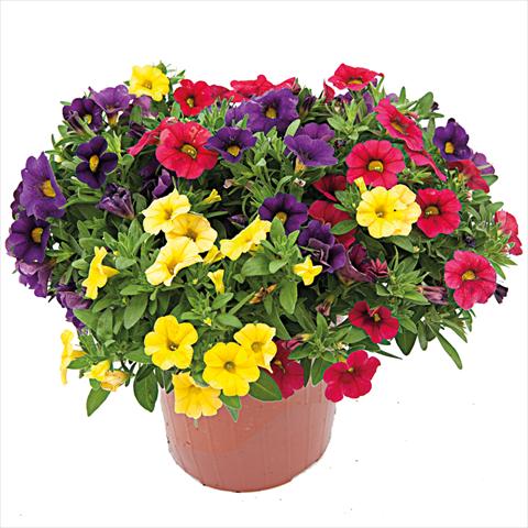 Photo de variété de fleurs à utiliser comme: Suspension / pot 3 Combo ColourGames Calipetite Mix