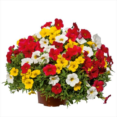 Photo de variété de fleurs à utiliser comme: Suspension / pot 3 Combo ColourGames Caprimix